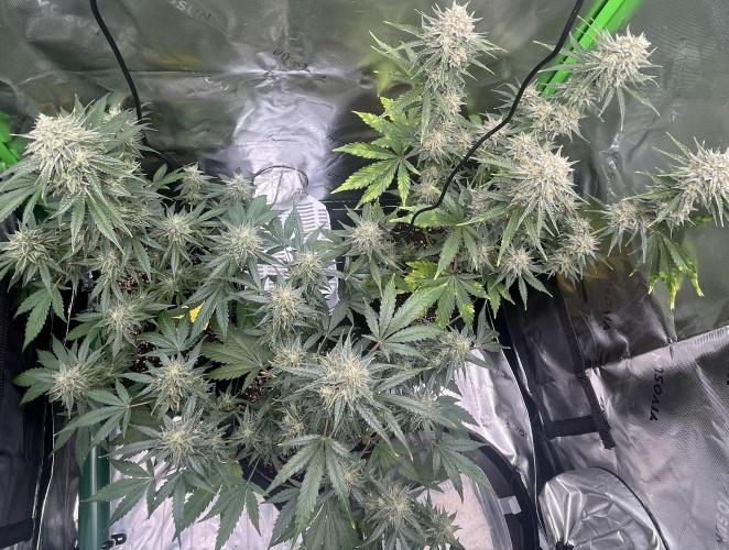 Drizl Pickl, FishyZoap, F.U.H Automatics. Week 9
