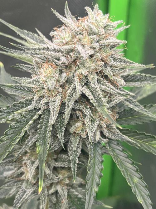 Drizl Pickl, FishyZoap, F.U.H Automatics. Week 9