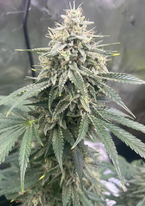 Drizl Pickl, FishyZoap, F.U.H Automatics. Week 9
