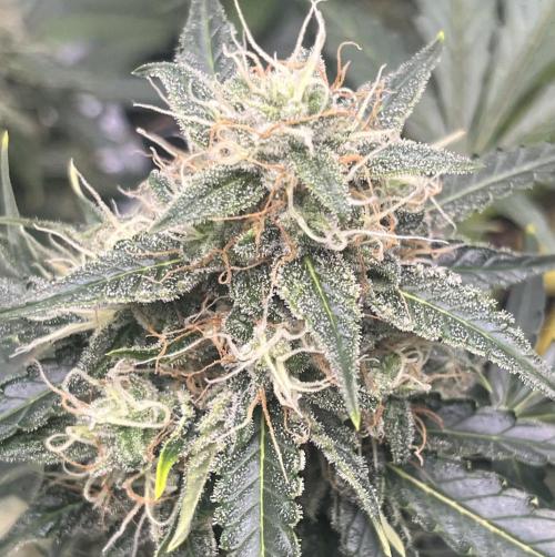Drizl Pickl, FishyZoap, F.U.H Automatics. Week 9