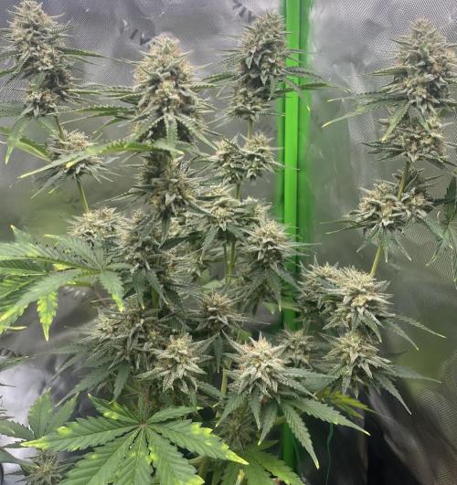 Drizl Pickl, FishyZoap, F.U.H Automatics. Week 9