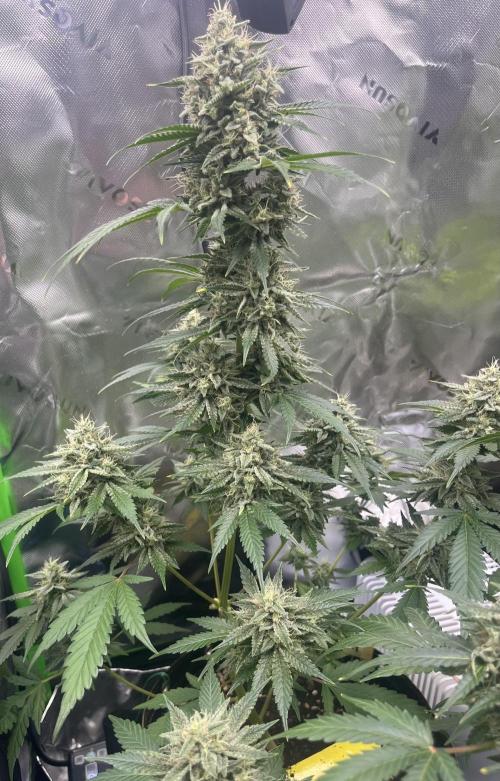Drizl Pickl, FishyZoap, F.U.H Automatics. Week 9