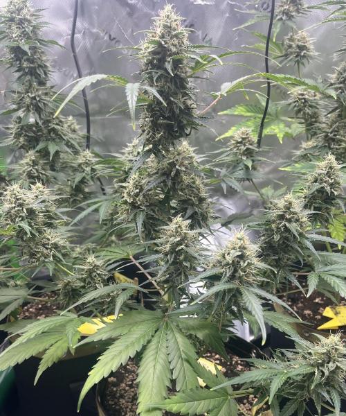 Drizl Pickl, FishyZoap, F.U.H Automatics. Week 9