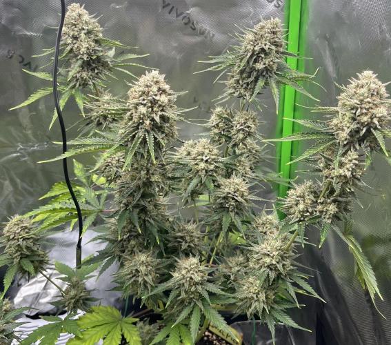 Drizl Pickl, FishyZoap, F.U.H Automatics. Week 10 - Drizl P