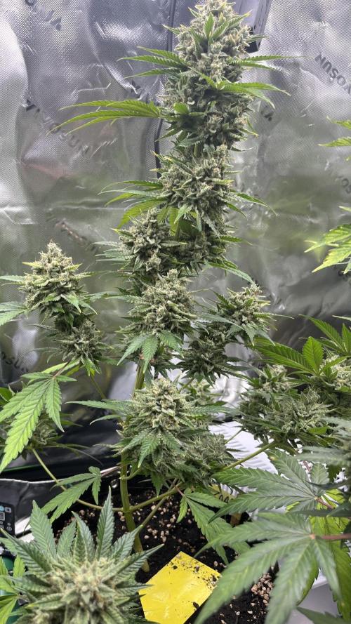 Drizl Pickl, FishyZoap, F.U.H Automatics. Week 10 - FishyZoap