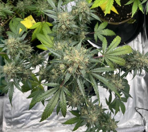 Drizl Pickl, FishyZoap, F.U.H Automatics. Week 10 - FUH