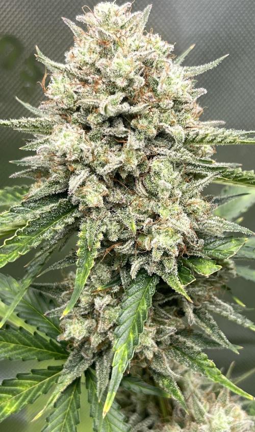 Drizl Pickl, FishyZoap, F.U.H Automatics. Week 10 - drizl P