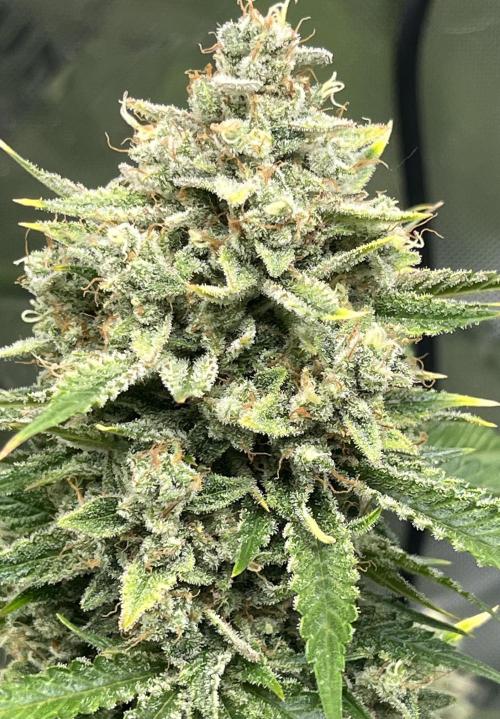 Drizl Pickl, FishyZoap, F.U.H Automatics. Week 10 - FishyZoap