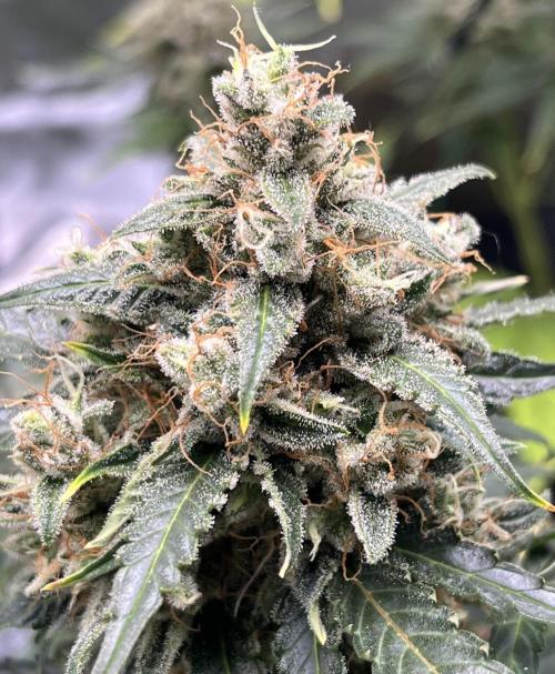 Drizl Pickl, FishyZoap, F.U.H Automatics. Week 10 - FUH