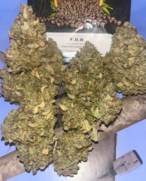Drizl Pickl, FishyZoap, F.U.H Automatics. Week 12 - Trockene Buds 