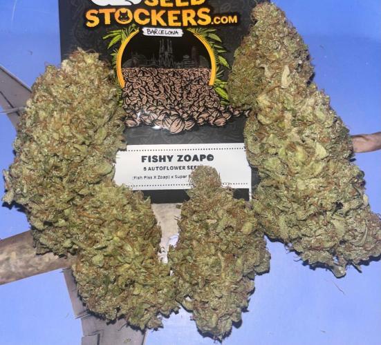 Drizl Pickl, FishyZoap, F.U.H Automatics. Week 12 - Trockene Buds 