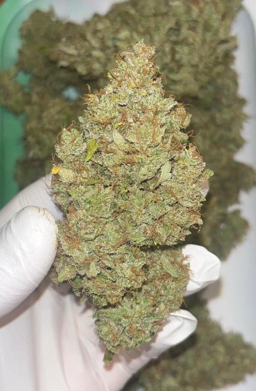 Drizl Pickl, FishyZoap, F.U.H Automatics. Week 12 - Feuchte Bud bei der Ernte 