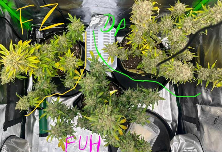 Drizl Pickl, FishyZoap, F.U.H Automatics. Week 12 - Alle 3 Zum vergleich