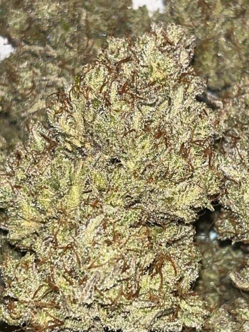Drizl Pickl, FishyZoap, F.U.H Automatics. Week 12 - Feuchte Buds