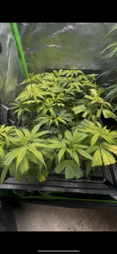 El Jardin Del Tieso_420. Week 1 - Esquejes Oreoz Gb Strains para trasplantar a macetas de 0,5l con Janeco light