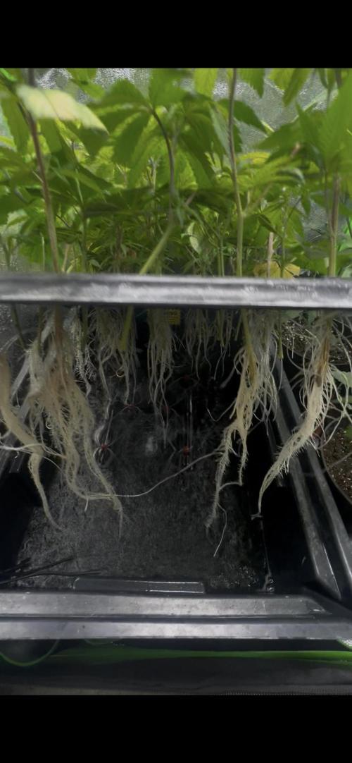 El Jardin Del Tieso_420. Week 1 - Raices 12dis despues de estar en aeroclonador