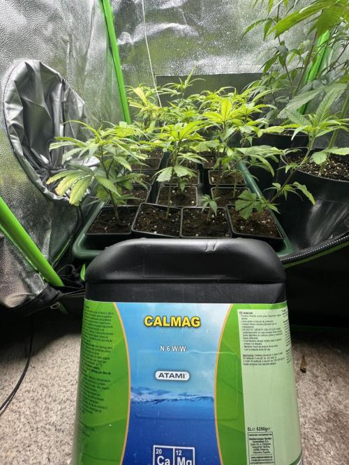 El Jardin Del Tieso_420. Week 1 - Despues del transplante,agua de osmosis con ATA CALMAG a 301ppm