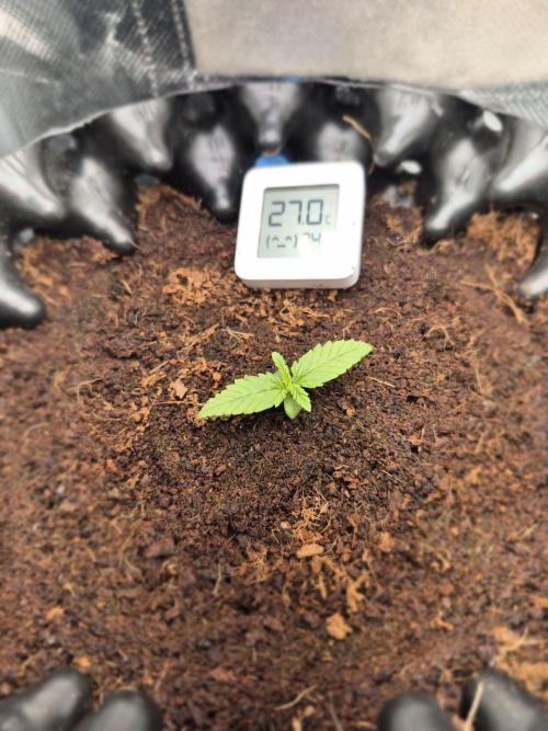 + Speed Auto in mini tent. Week 2