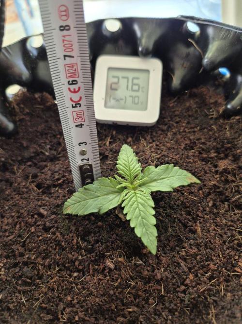 + Speed Auto in mini tent. Week 2