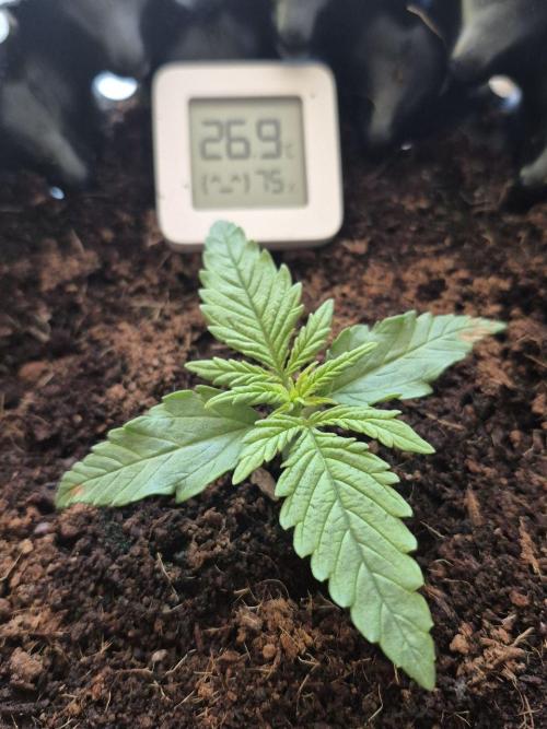 + Speed Auto in mini tent. Week 2