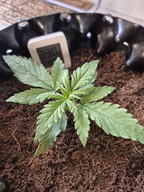 + Speed Auto in mini tent. Week 2