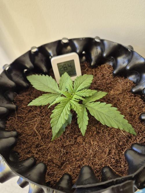 + Speed Auto in mini tent. Week 3 - Start of week