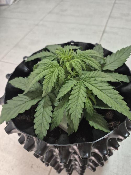 + Speed Auto in mini tent. Week 3 - Before LST