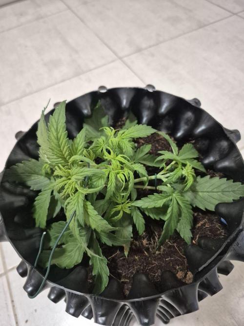 + Speed Auto in mini tent. Week 3 - LST