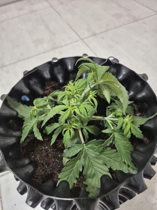 + Speed Auto in mini tent. Week 3