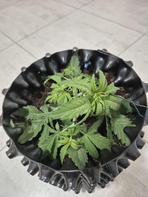 + Speed Auto in mini tent. Week 3