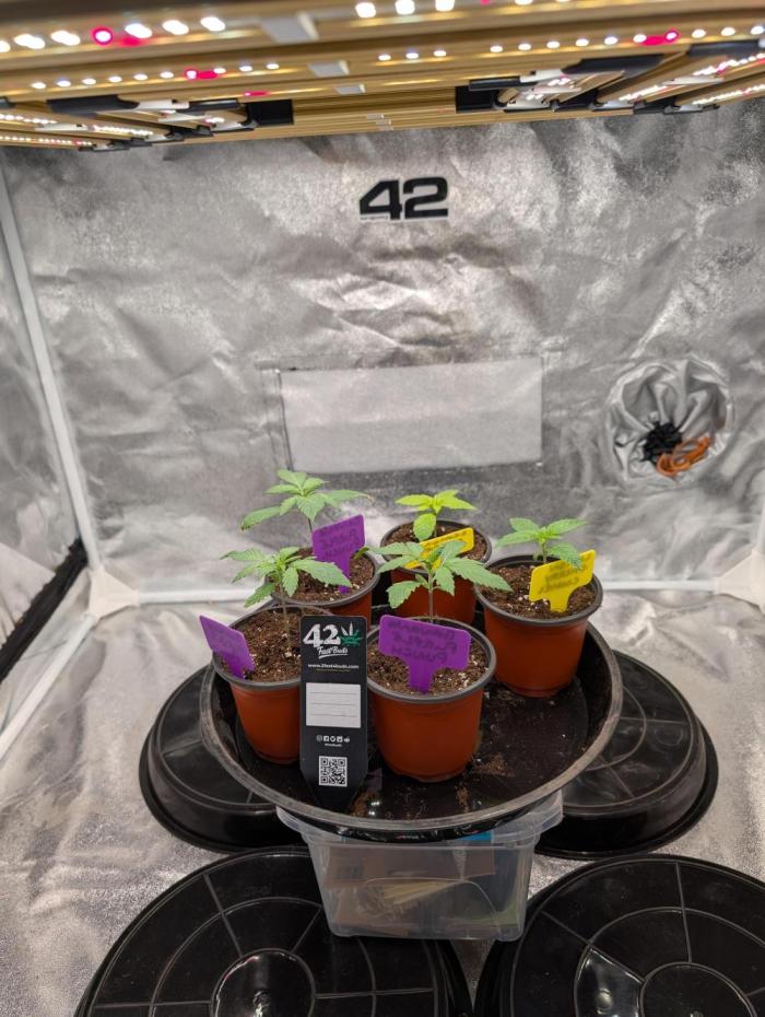 Eastcoast420. Week 2