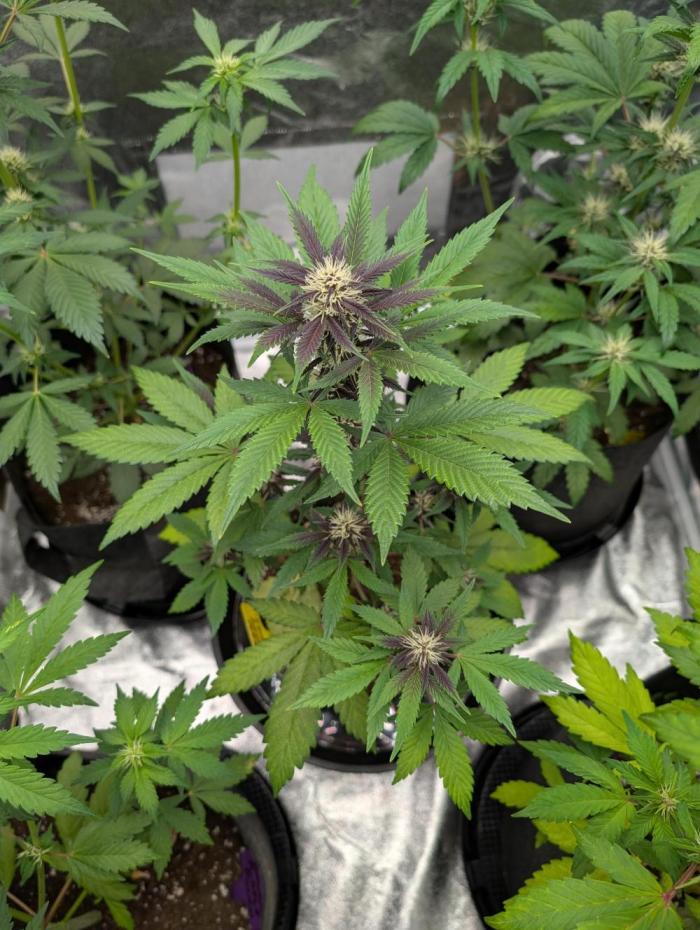 Eastcoast420. Week 6 - She's beginning to look great.
