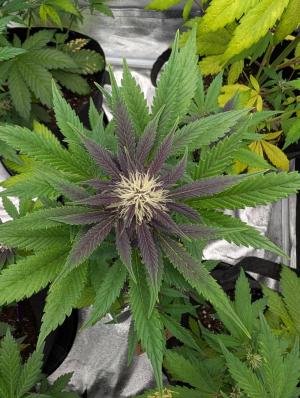 Comment by Eastcoast420 photo #1