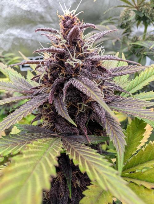 Eastcoast420. Week 8 - Love the colour of this