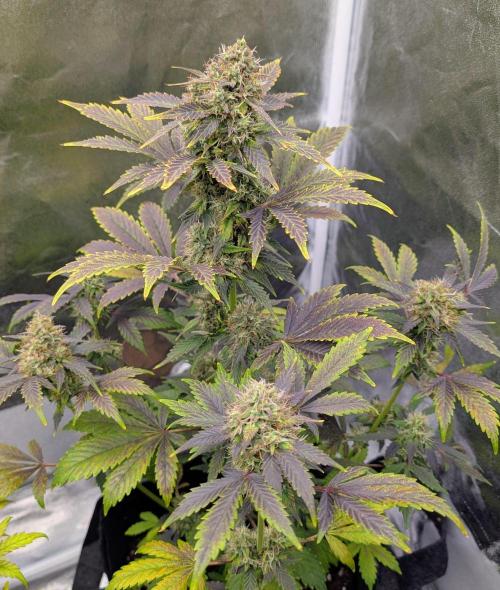Eastcoast420. Week 8 - What do you think