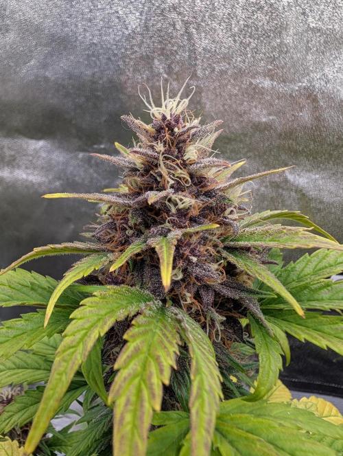 Eastcoast420. Week 8 - Another pheno