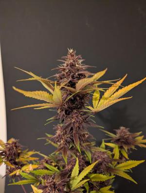 Comment by Eastcoast420 photo #1