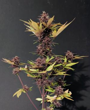 Comment by Eastcoast420 photo #2
