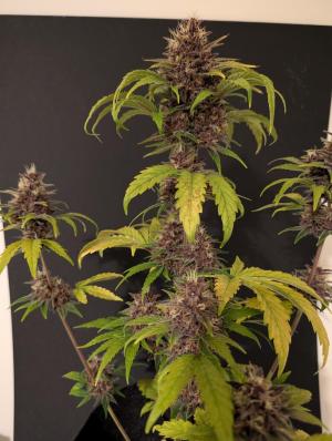 Comment by Eastcoast420 photo #3
