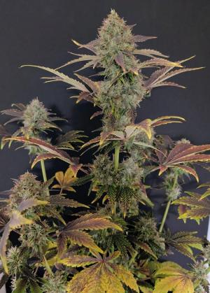 Comment by Eastcoast420 photo #4
