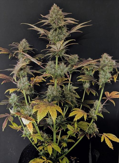 Eastcoast420. Week 9