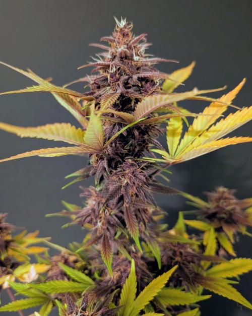 Eastcoast420. Week 9