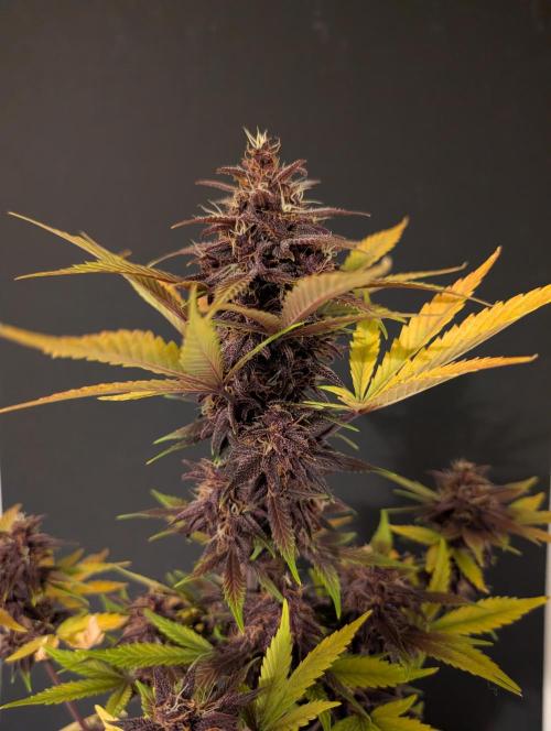 Eastcoast420. Week 9