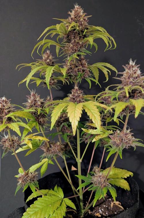 Eastcoast420. Week 9
