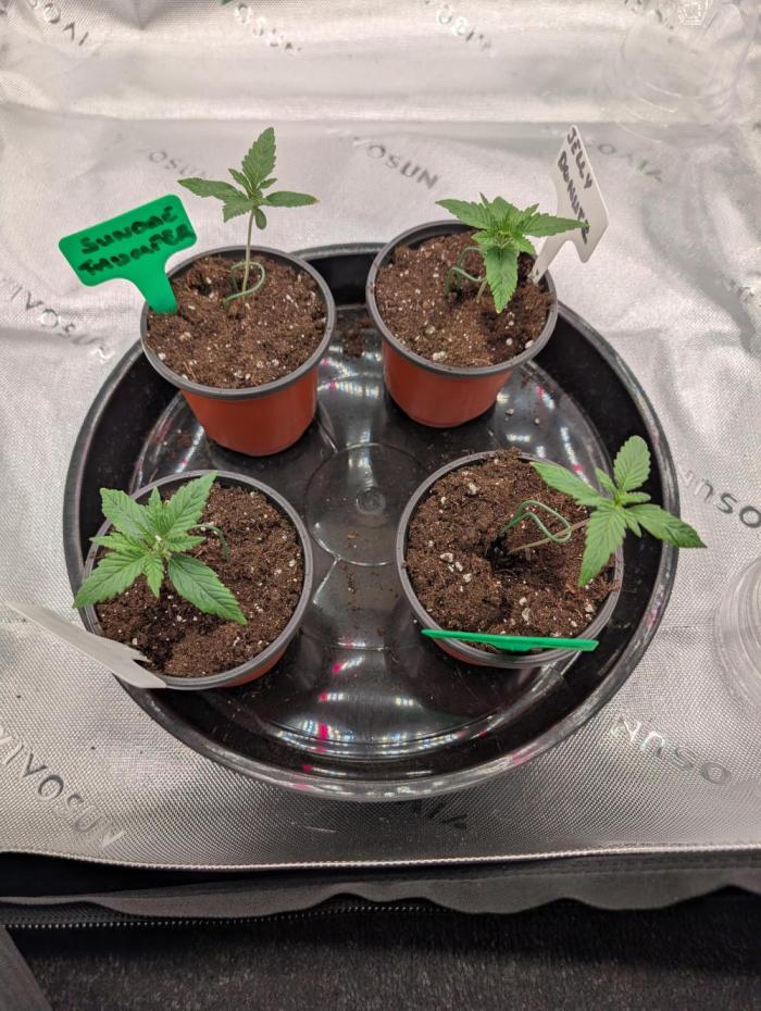 Tester run. Week 0