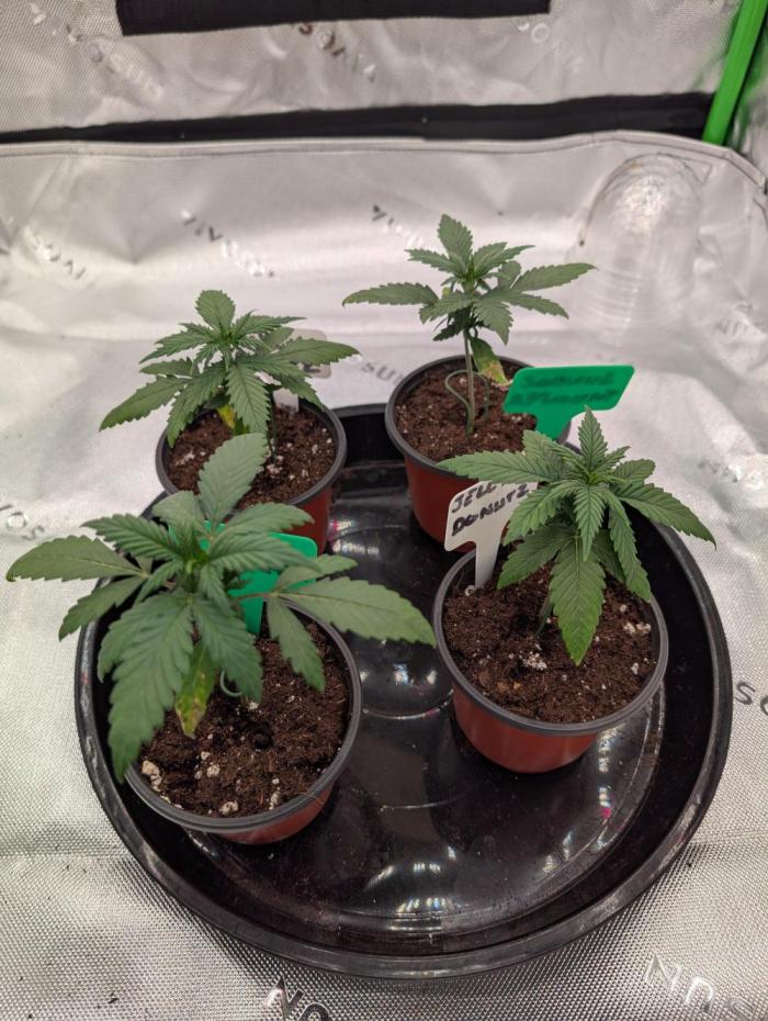 Tester run. Week 2