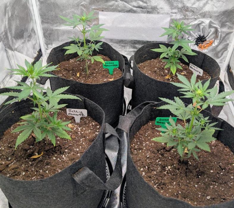 Tester run. Week 3 - The Good Genetix girls are doing well starting to stretch 