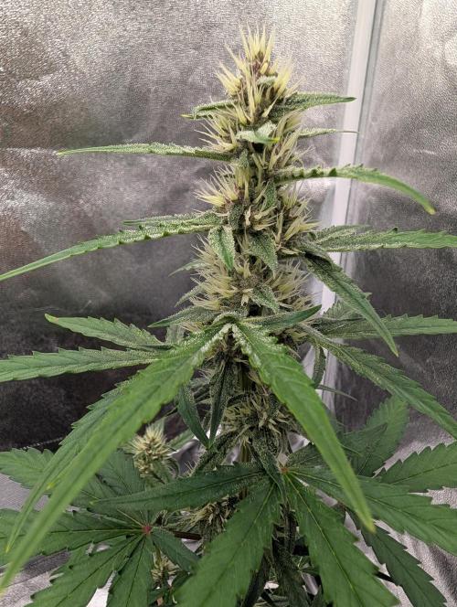 Tester run. Week 6