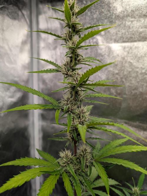 Tester run. Week 6