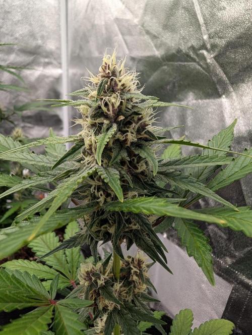 Tester run. Week 6